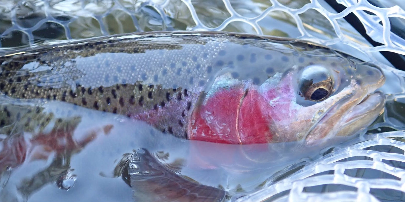 A Thanksgiving Fishing Day To Remember