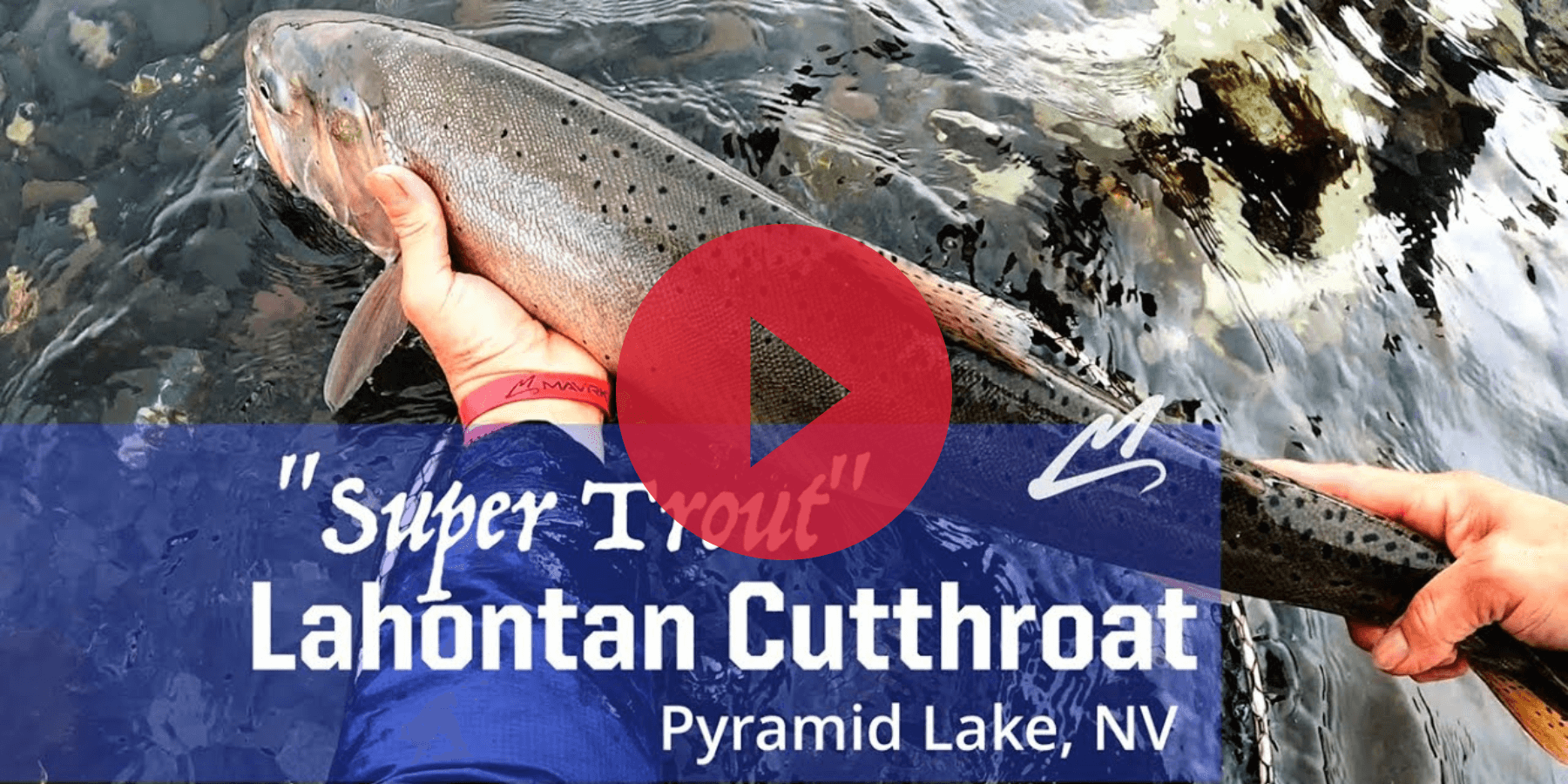 A Lahontan Cutthroat Trout full catch on a streamer in Pyramid Lake, NV. This giant species of trout was extinct by 1941. Here's what happened to this prehistoric fish.