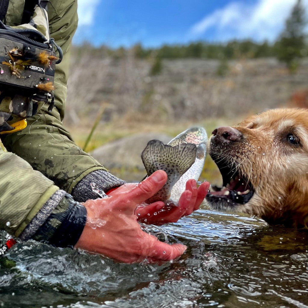Jin the Flyfishing Dog with Splashing Trout Amazed