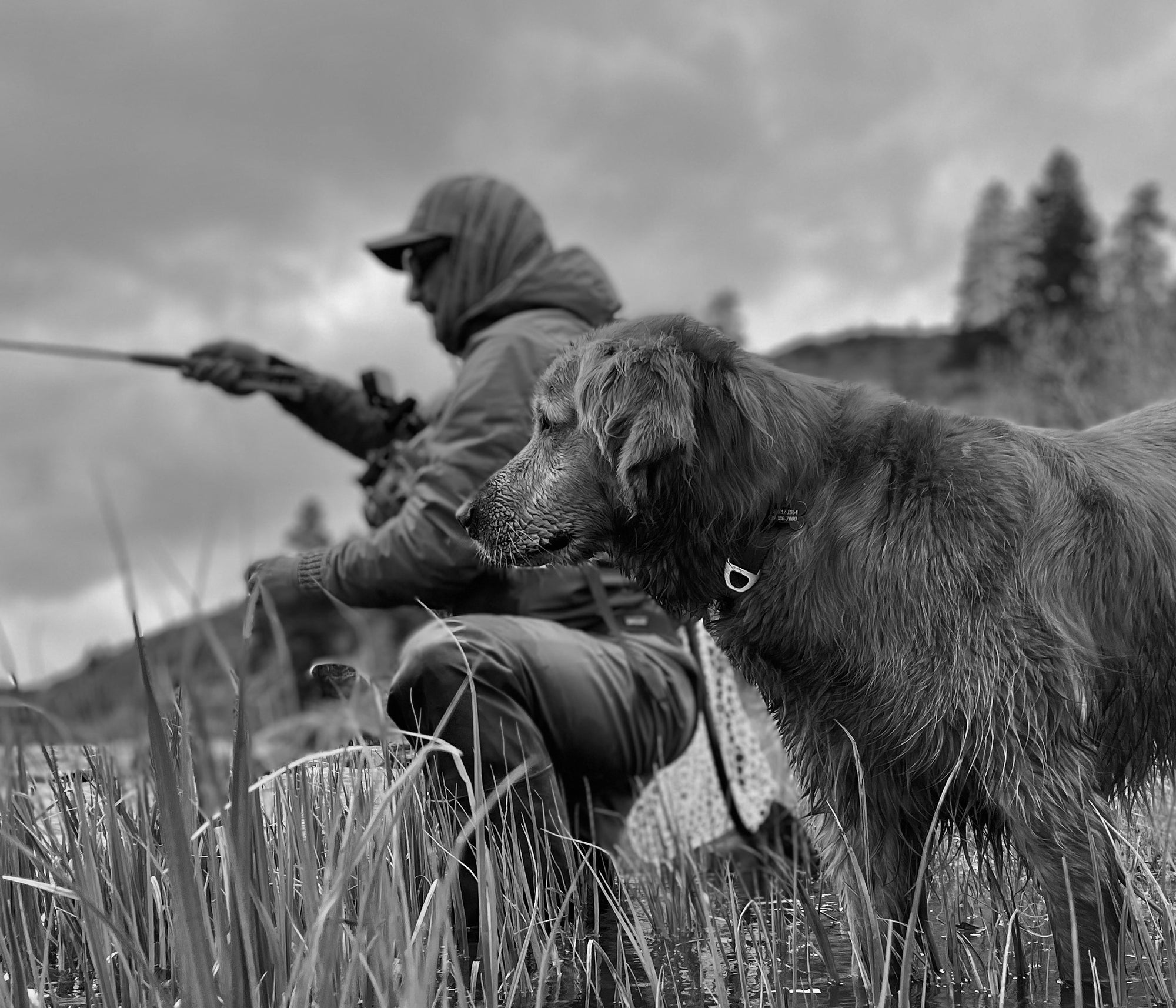 Testimonial Jin The Fishing Dog
